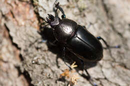 Image de Streptocerus speciosus Fairmaire 1850