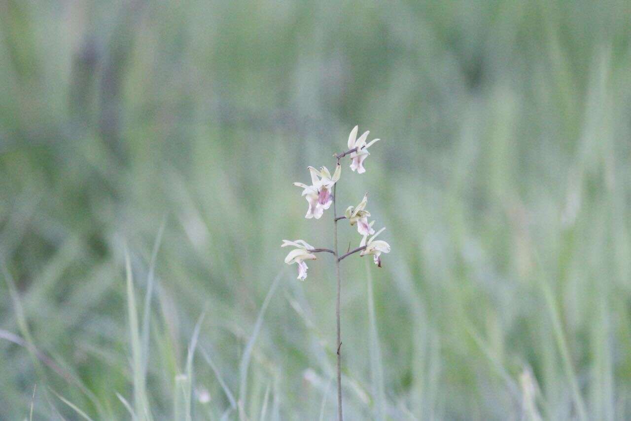 صورة Eulophia flavopurpurea (Rchb. fil.) Rolfe