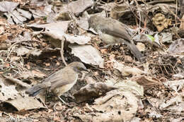 Image of Arrow-marked Babbler