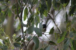 Image of Black-headed Honeyeater