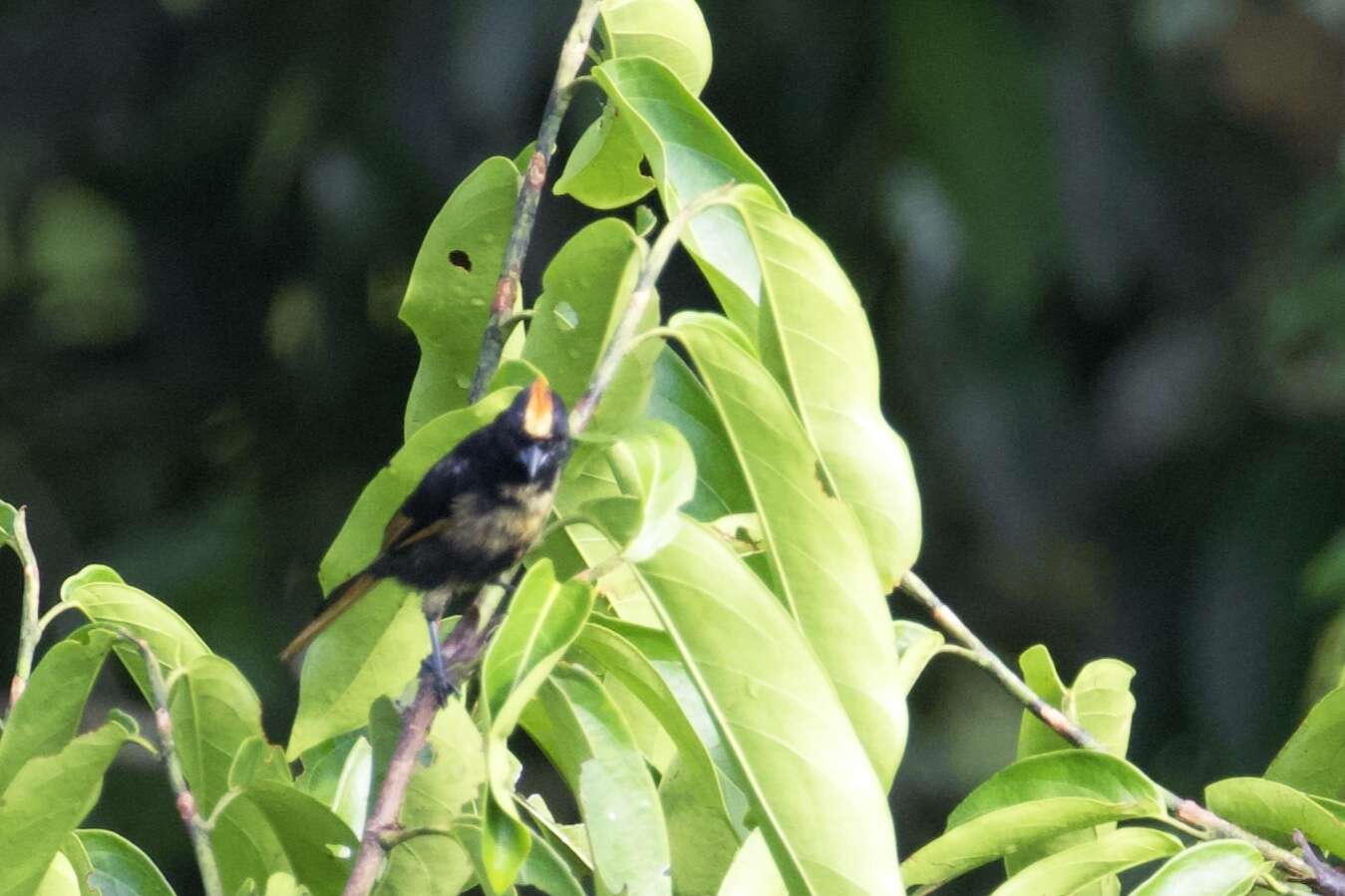 Image of Flame-crested Tanager