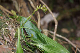 Image de Eria scabrilinguis Lindl.