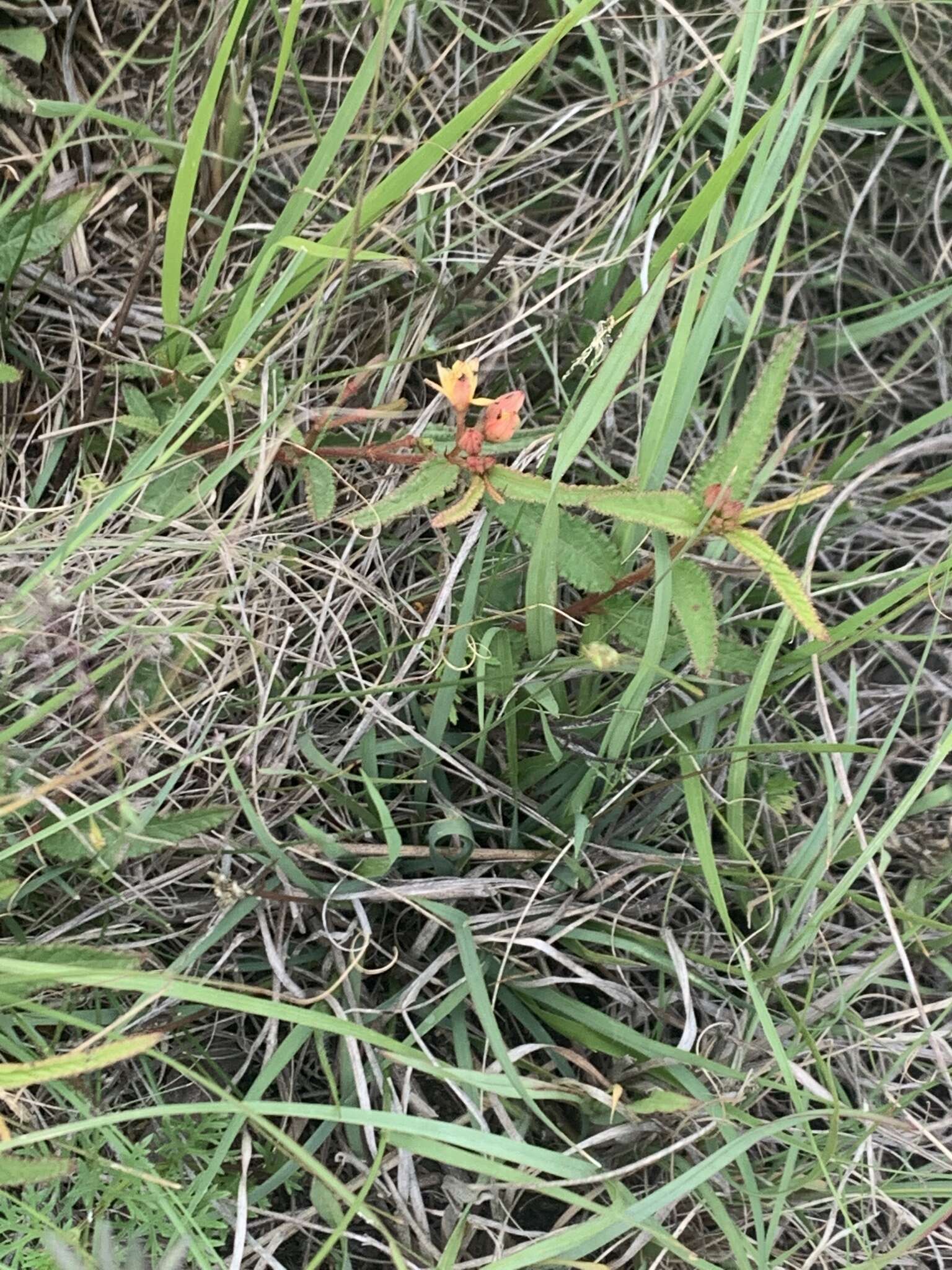 Image of Corchorus confusus Wild