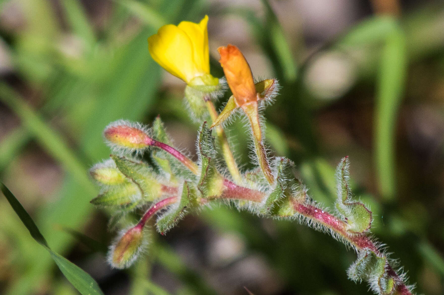 Image of Santa Cruz Island suncup