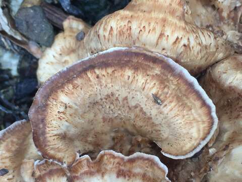 Image of Dichantharellus brunnescens Corner 1976