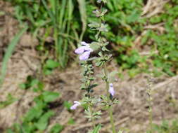 Imagem de Salvia pallida Benth.