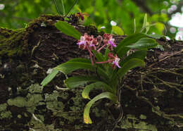 Image of Vanda insignis Blume