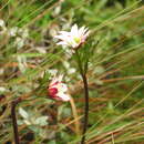 Image of Anemone thomsonii Oliver