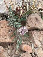 Image of Nevada biscuitroot