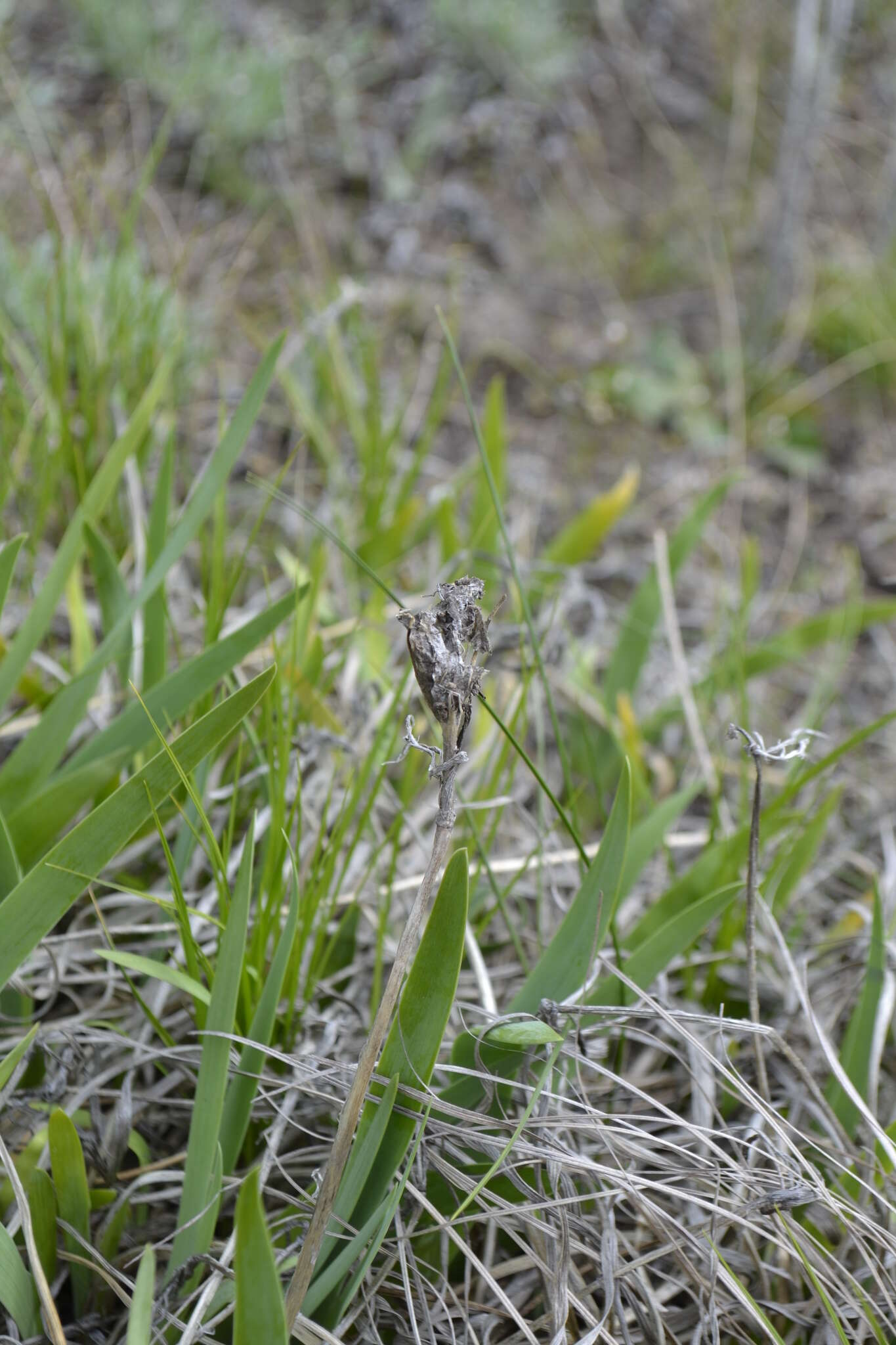 Plancia ëd Iris arenaria Waldst. & Kit.