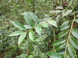 Ilex formosana Maxim. resmi