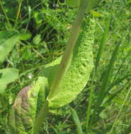 Imagem de Puccinia bupleuri (Opiz) F. Rudolphi 1829