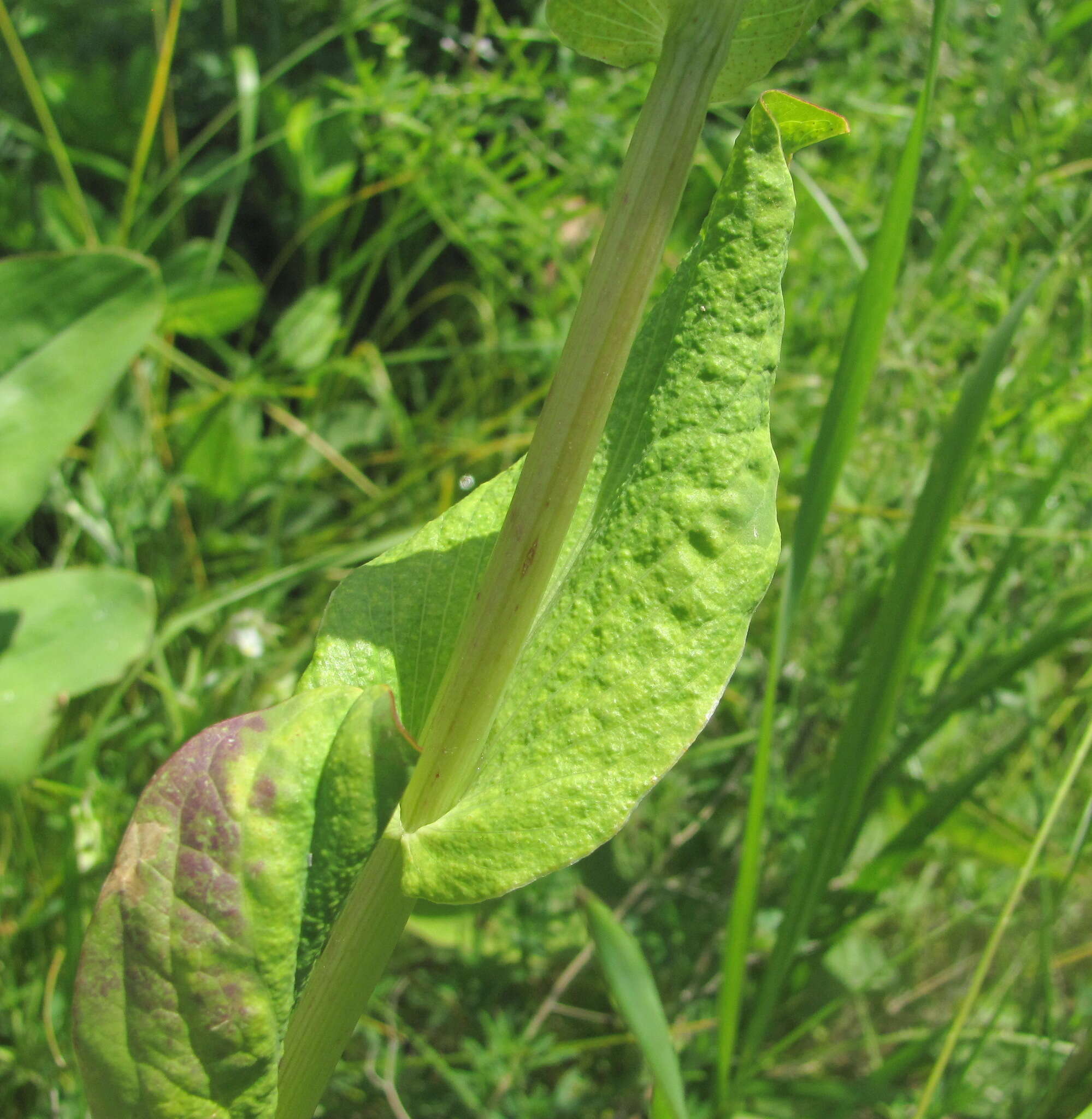 Image of Puccinia bupleuri (Opiz) F. Rudolphi 1829