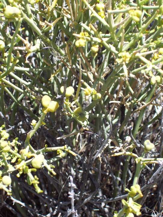 Sivun Thamnosma montana Torr. & Frem. kuva