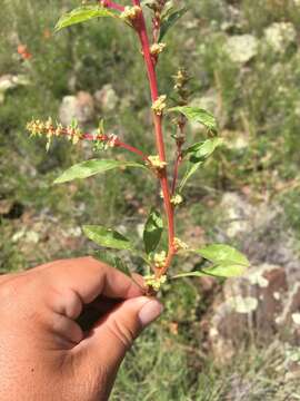 Image of Torrey's amaranthus