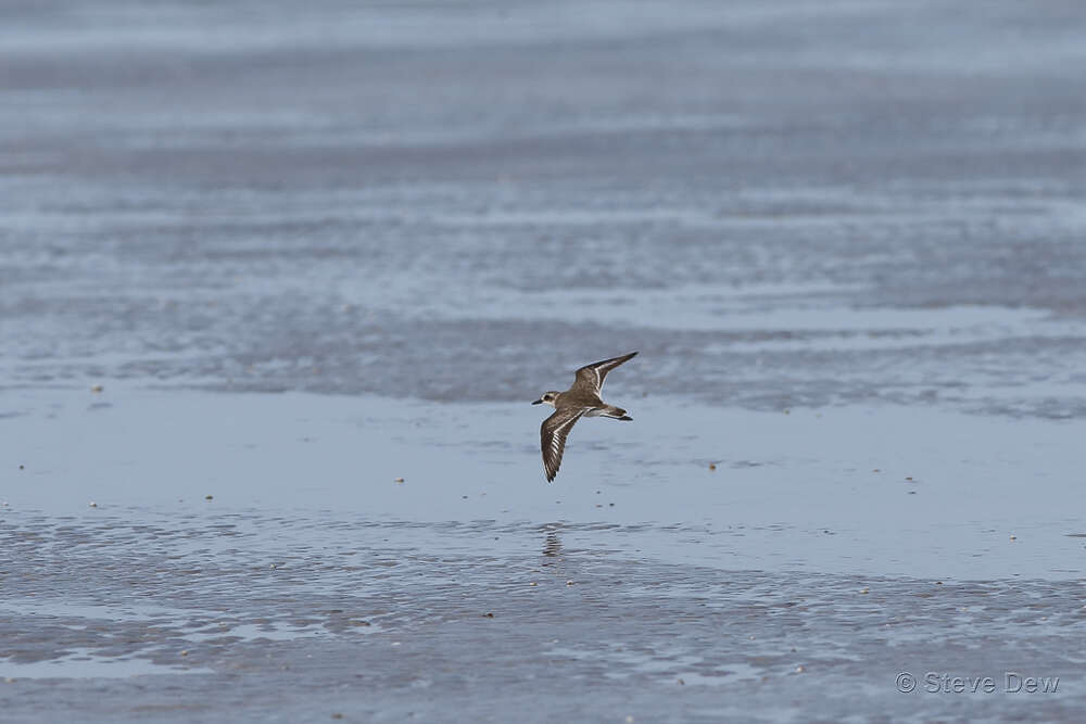 Image of Greater Sand Plover