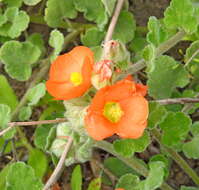 Image of woolly globemallow