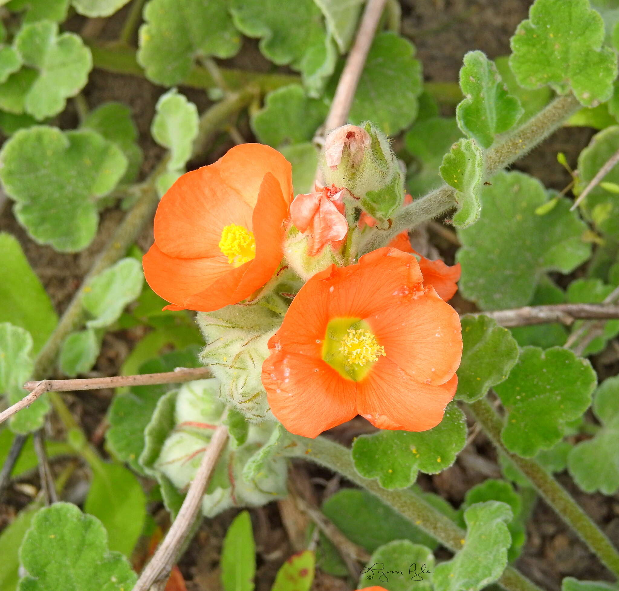 Image of woolly globemallow