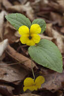 Sivun Viola orientalis (Maxim.) W. Beck. kuva