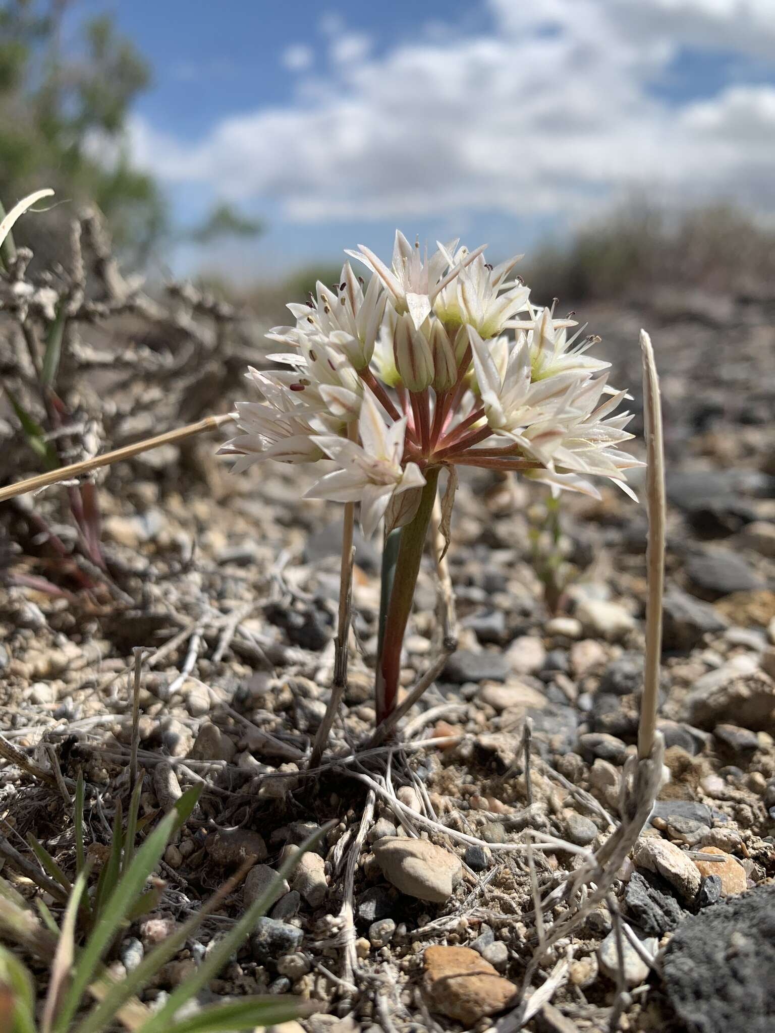 Image of Nevada onion