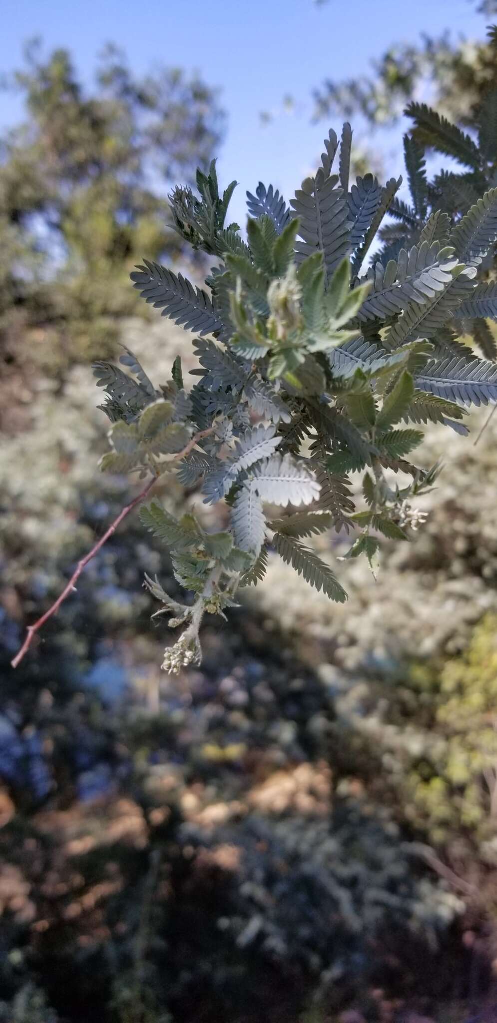 Image of cootamundra wattle