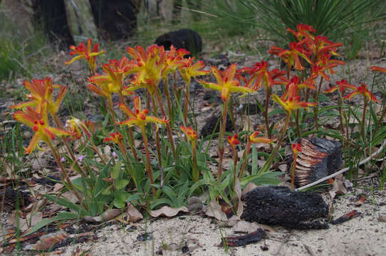 Image of Anigozanthos humilis subsp. humilis