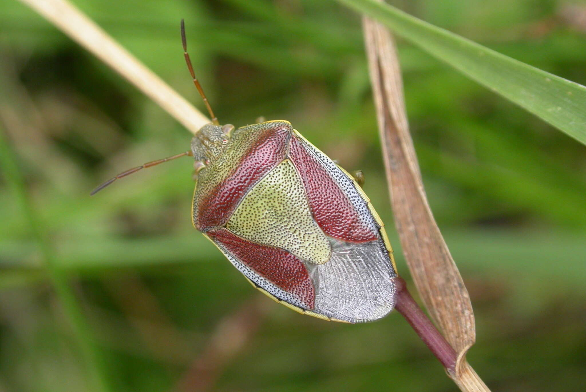 Image of Piezodorus lituratus (Fabricius 1794)