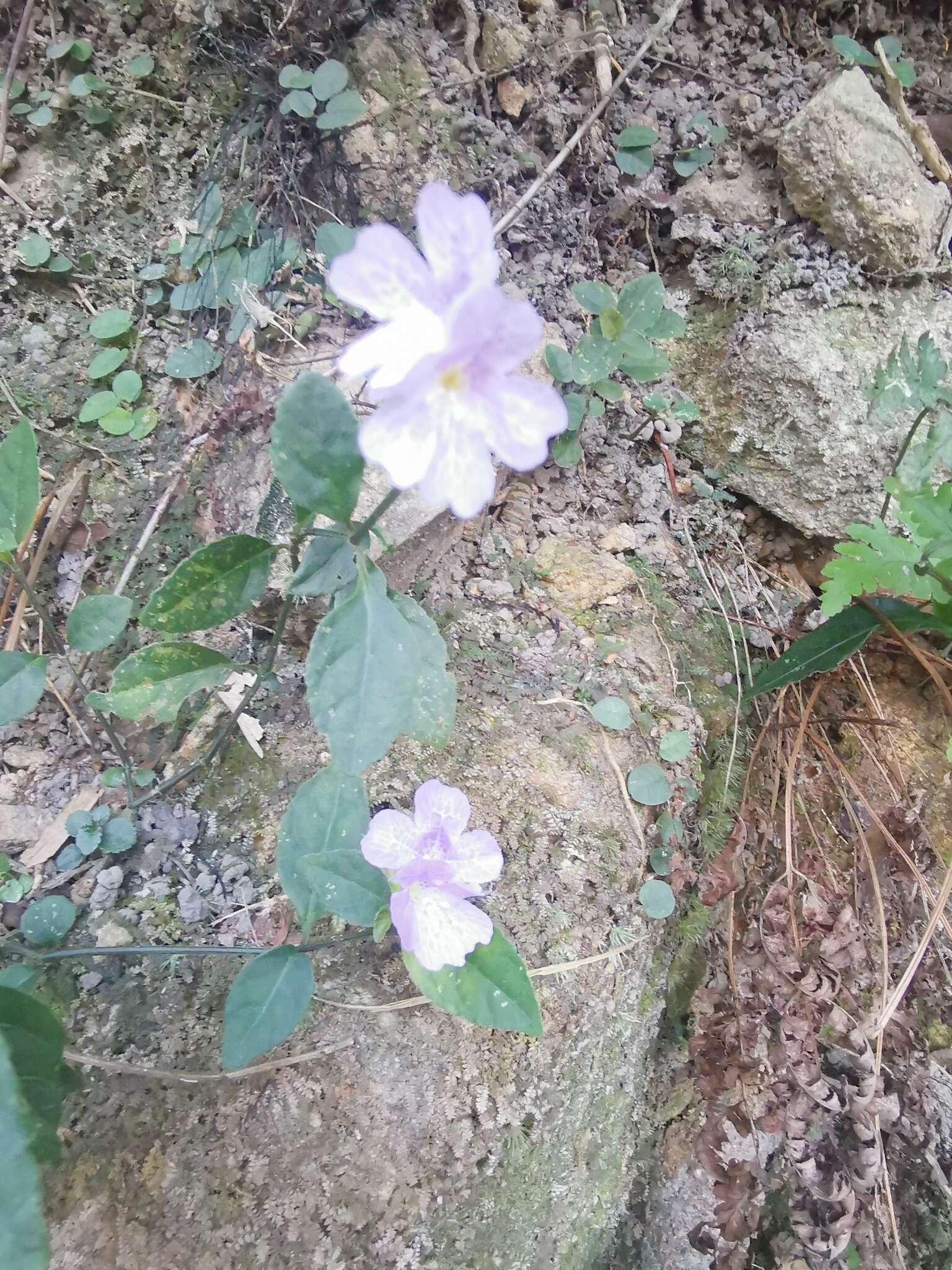 Strobilanthes tetraspermus Druce resmi