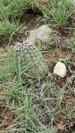 Image de Echinocereus viridiflorus subsp. viridiflorus