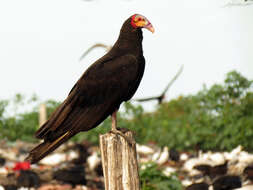 Image of Lesser Yellow-headed Vulture