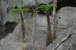 Image of Pachypodium lamerei Drake