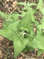 Ageratina deltoidea (Jacq.) R. King & H. Rob.的圖片