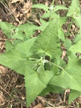 Image of Ageratina deltoidea (Jacq.) R. King & H. Rob.