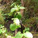 Image of Lactuca watsoniana Trelease