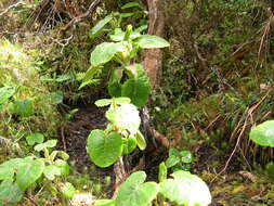 Image of Lactuca watsoniana Trelease