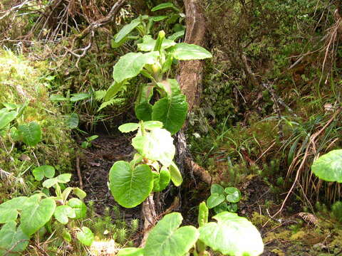 Image of Lactuca watsoniana Trelease