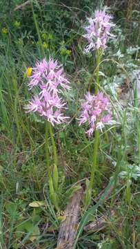 Image of Naked Man Orchid