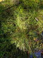 Image of Slender Beak Sedge