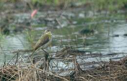 Image of Motacilla tschutschensis tschutschensis Gmelin & JF 1789