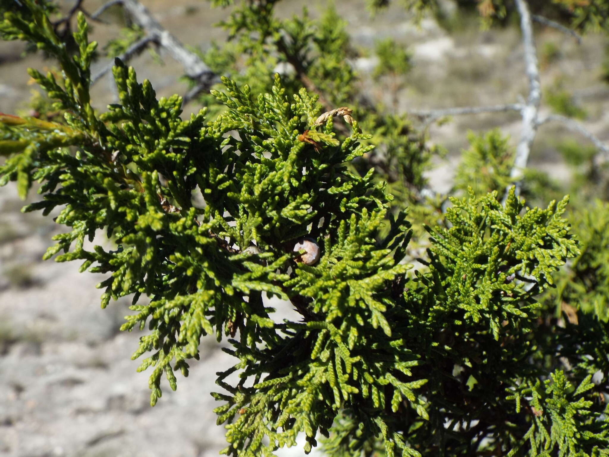 Juniperus coahuilensis (Martínez) Gaussen ex R. P. Adams resmi