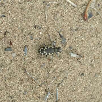 Image of Big Sand Tiger Beetle