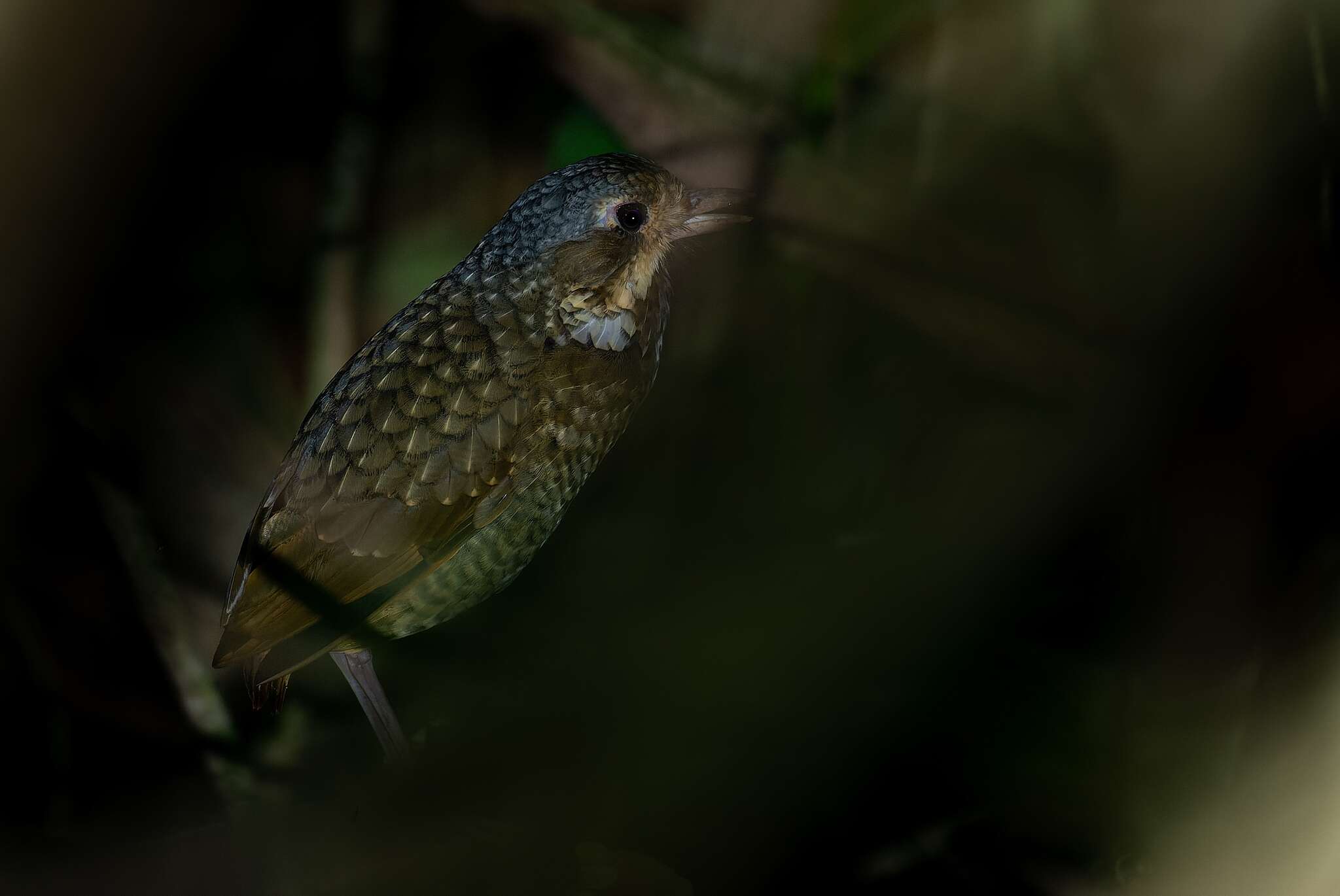 Image of Variegated Antpitta