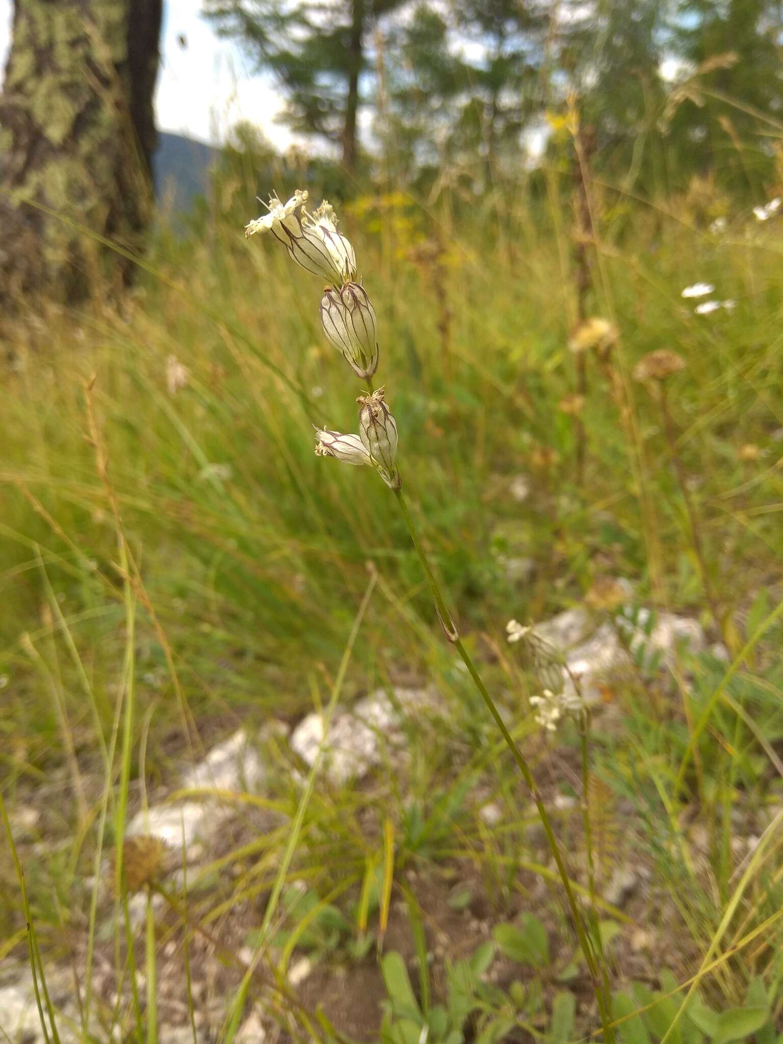 Image of <i>Silene jeniseensis</i>