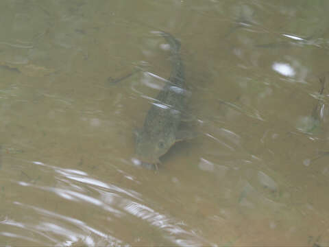 Image of Wet tropics tandan