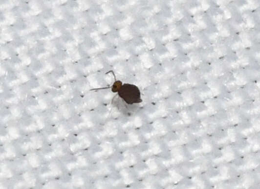 Image of Garden Springtail