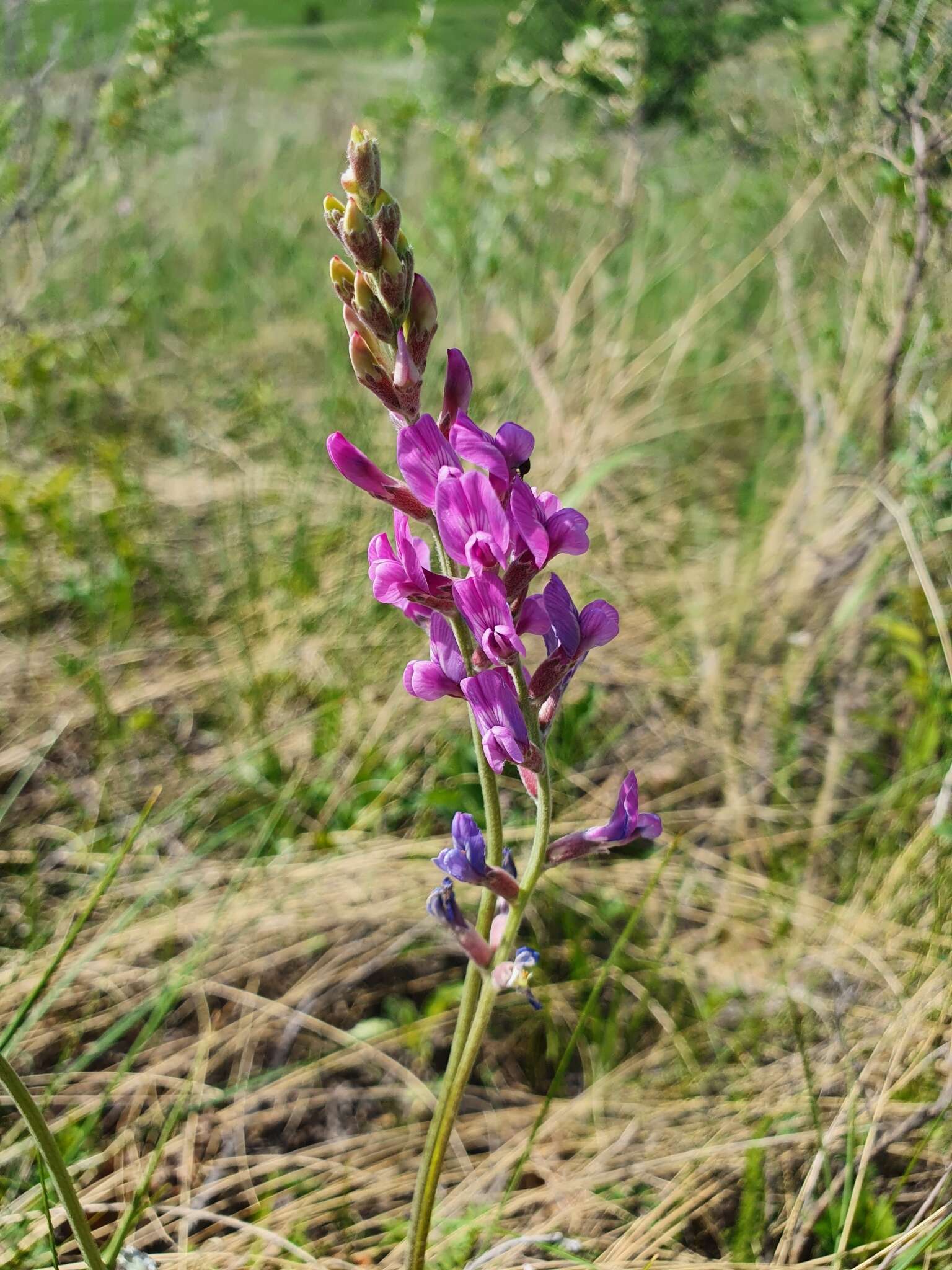 Image de Oxytropis knjazevii