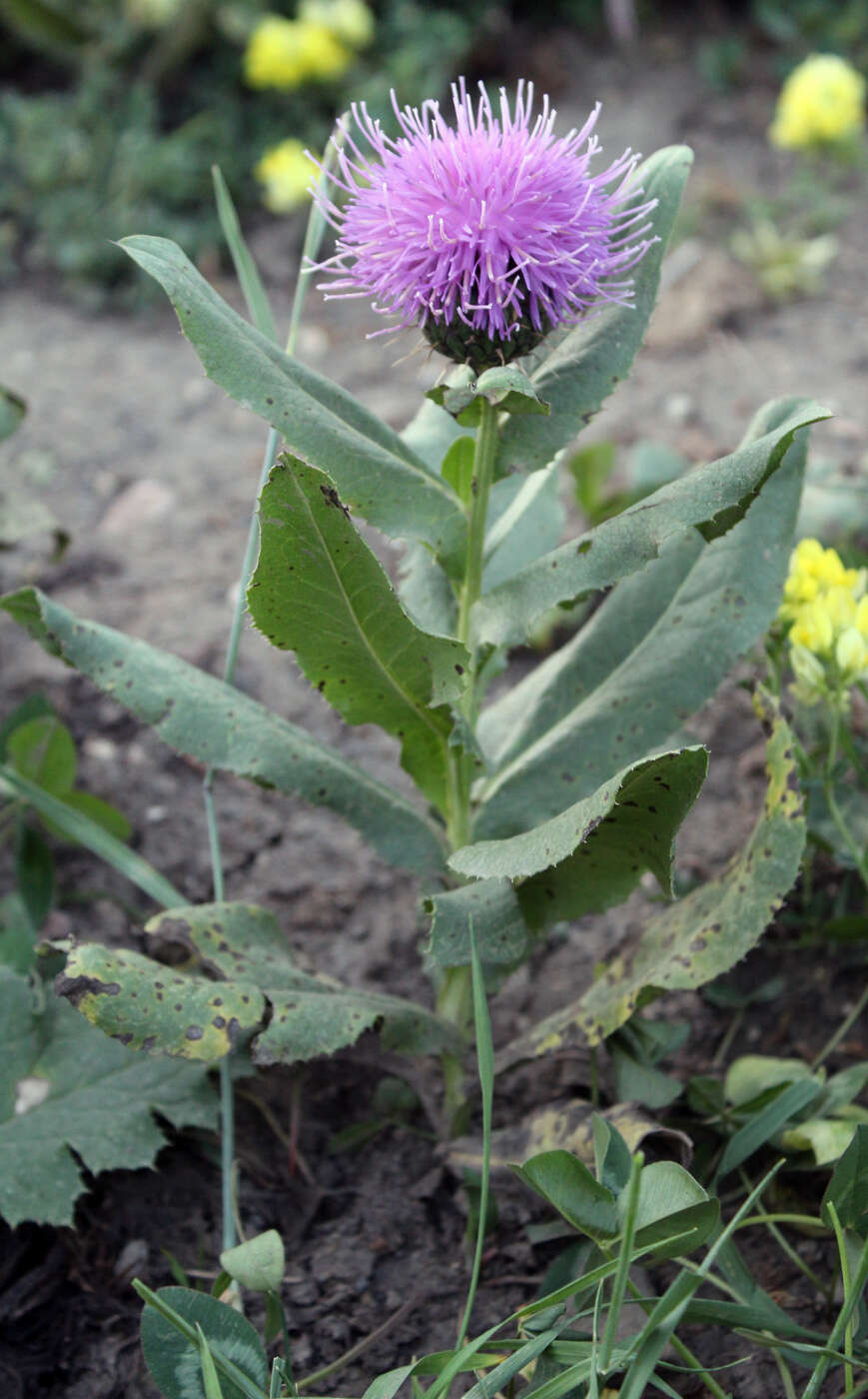 Image of Klasea flavescens subsp. caucasica (Boiss.) L. Martins