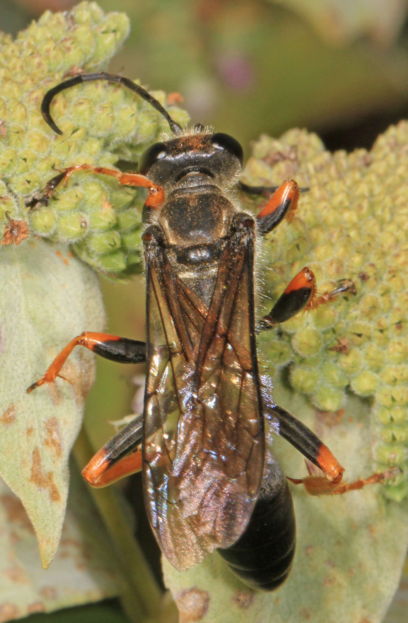 Image of Katydid Wasp