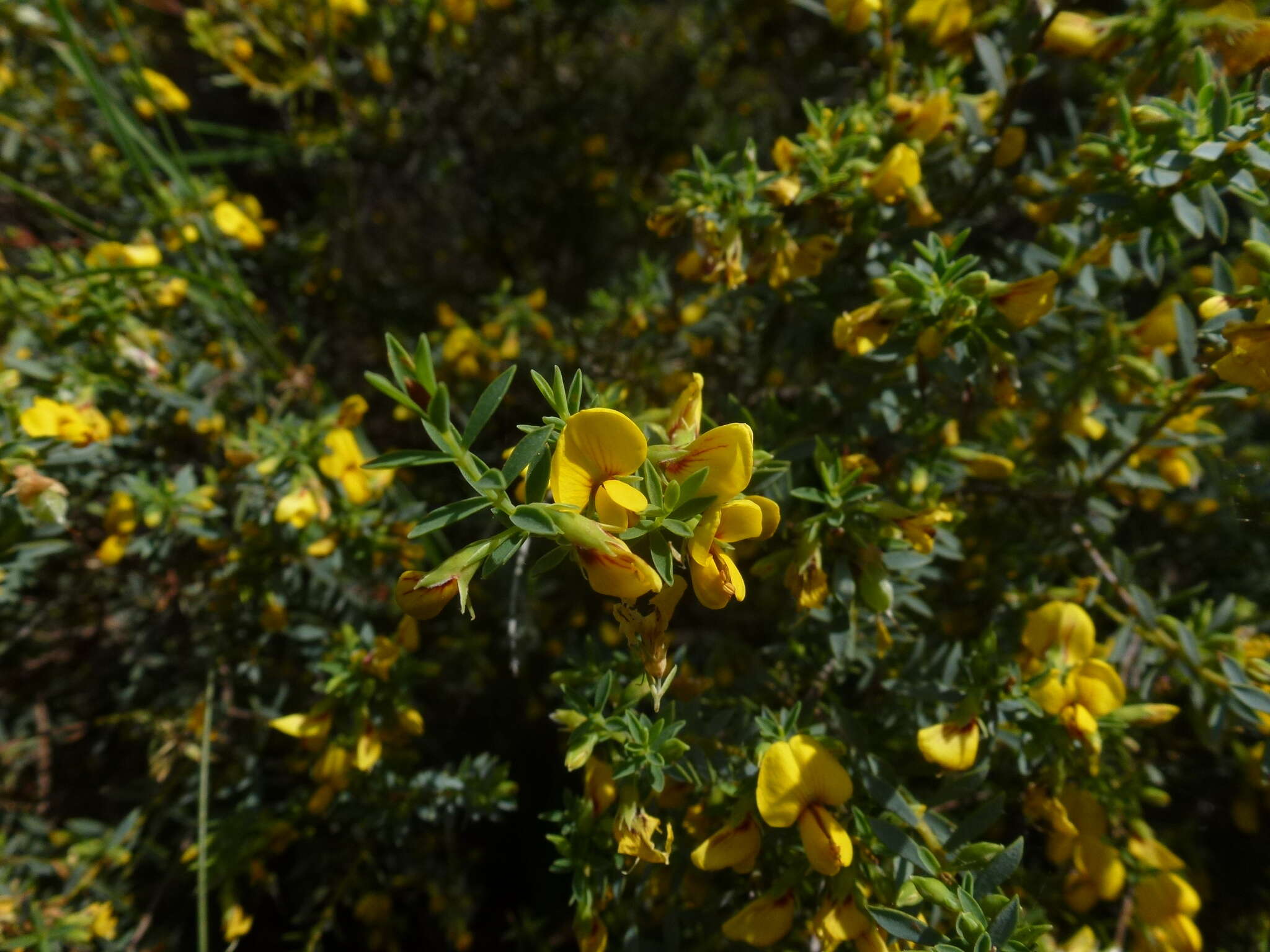 Image of Eutaxia microphylla (R. Br.) J. M. Black