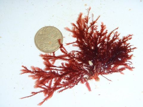 Image of Phacelocarpus